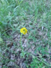 Erysimum marschallianum