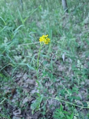 Erysimum marschallianum