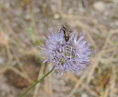 Closterotomus cinctipes