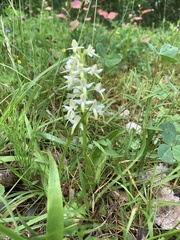 Platanthera bifolia