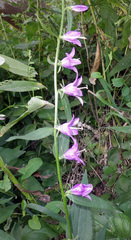 Campanula rapunculoides