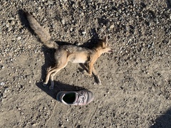 Vulpes macrotis mutica