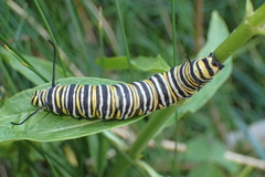 Danaus plexippus