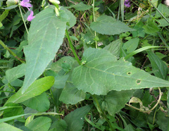 Campanula rapunculoides