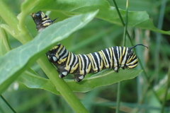 Danaus plexippus