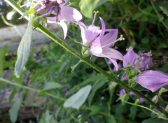 Campanula rapunculoides