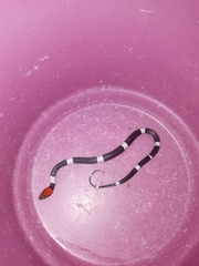 Pseudoleptodeira latifasciata