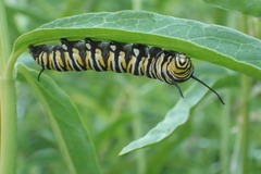 Danaus plexippus