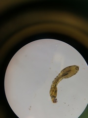 Austrosimulium