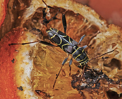 Neoclytus scutellaris
