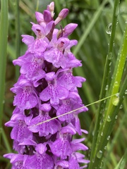 Dactylorhiza praetermissa