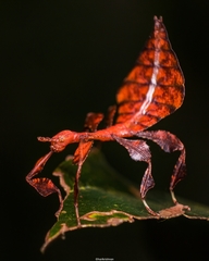 Pulchriphyllium bioculatum