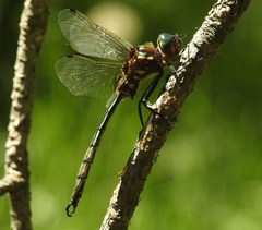 Somatochlora hineana