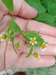 Galinsoga quadriradiata