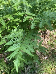 Pteridium pinetorum