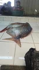 Lampris australensis