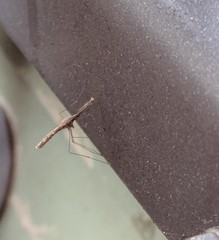 Anopheles punctipennis