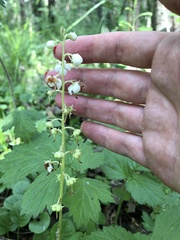 Pyrola rotundifolia