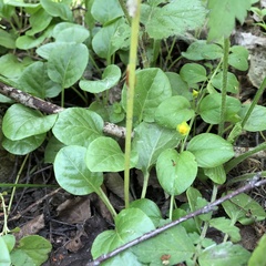 Pyrola rotundifolia