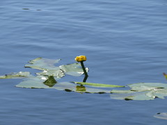 Nuphar lutea