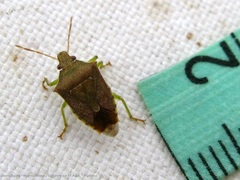 Supputius cincticeps