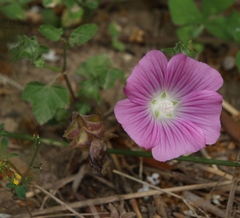 Malva punctata