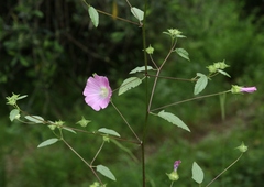 Malva punctata