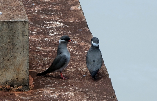Rock Pratincole