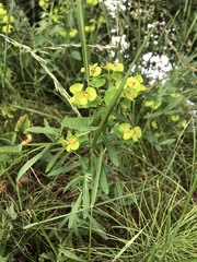 Euphorbia virgata