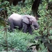 פיל יער אפריקני - Photo (c) Xavier Rufray,  זכויות יוצרים חלקיות (CC BY-NC), הועלה על ידי Xavier Rufray