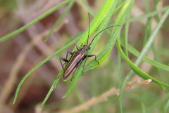 Cortodera longicornis