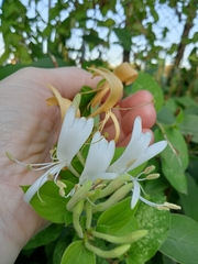 Lonicera japonica