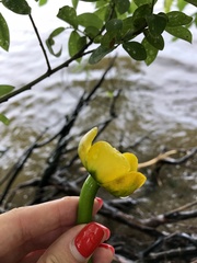 Nuphar lutea