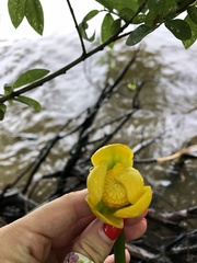 Nuphar lutea