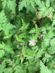 Geranium robertianum