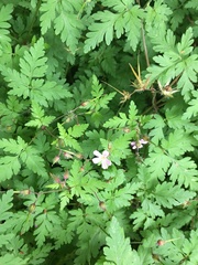 Geranium robertianum
