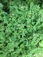 Geranium robertianum