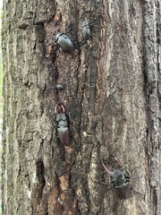 Lucanus cervus cervus