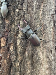 Lucanus cervus cervus