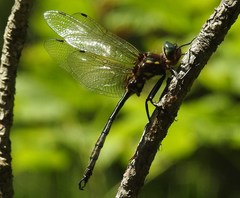 Somatochlora hineana