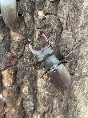 Lucanus cervus cervus