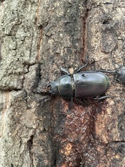 Lucanus cervus cervus
