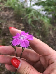 Dianthus chinensis