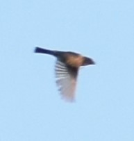 Pheucticus melanocephalus