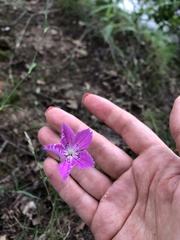 Dianthus chinensis