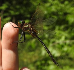 Somatochlora hineana