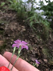 Dianthus chinensis