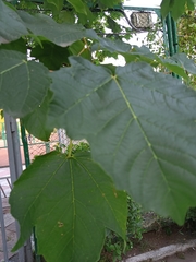 Acer pseudoplatanus