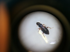 Hydraenidae