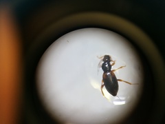 Hydraenidae